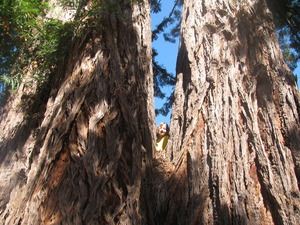 One of the 1,420 redwood trees protected under our conservation easements!